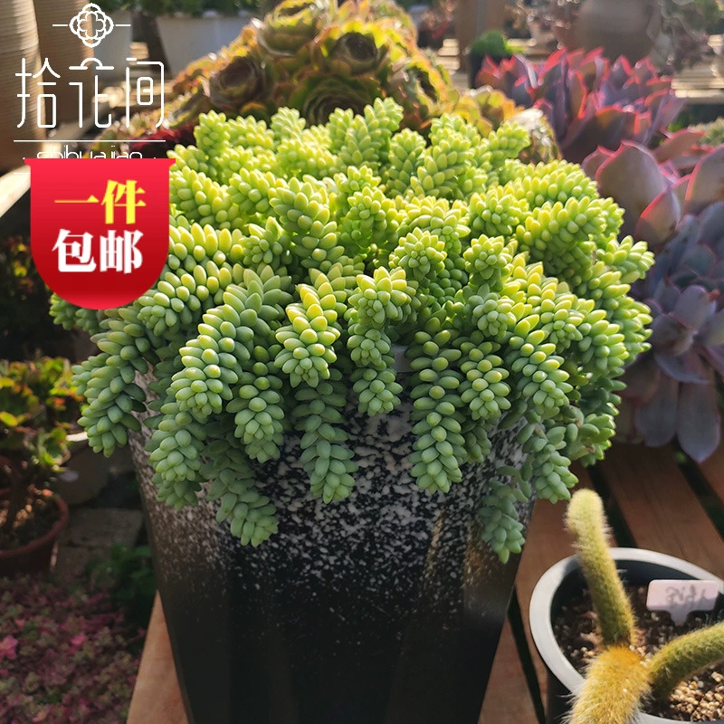 Новый подвесной кулон из нефрита с рассыпчатыми кластерами нефритовых растений, многоголовыми суккулентами в горшках, поставляется с бесплатной доставкой.