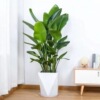 Scandinavian plant lamp for living room indoor, wholesale, internet celebrity