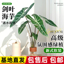 水培植物银脉剑叶海芋大仙女盆栽水养办公室内好养客厅高级感绿植