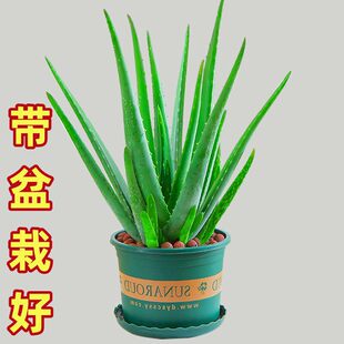 �J�C���ԾGֲ�����ȩ�����՚��aˮʳ�����ݎ������J�C�玧���Ժ�