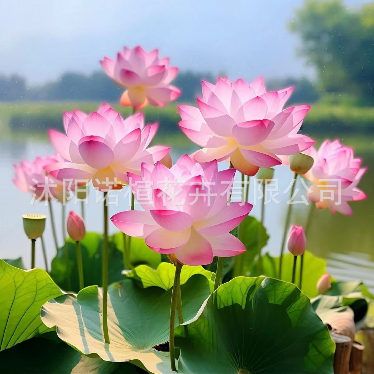 碗莲种子水培花种水养花卉盆栽四季室内开花荷花种子睡莲种子花种
