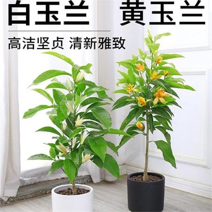 ���m�����Ԏ��������m�������S�m�҃�ͥԺ�����ͻ����ļ��_��ֲ��