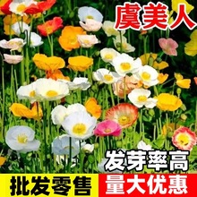 ˷Nӻɫu˻NӴ＾NͥԺͺN