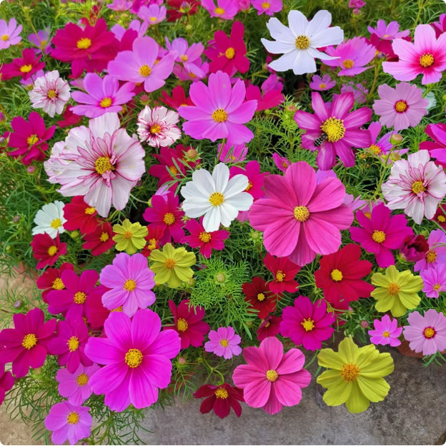 Semillas de flores semillas de cuatro estaciones al por mayor estrella de sol cosmosa de flores