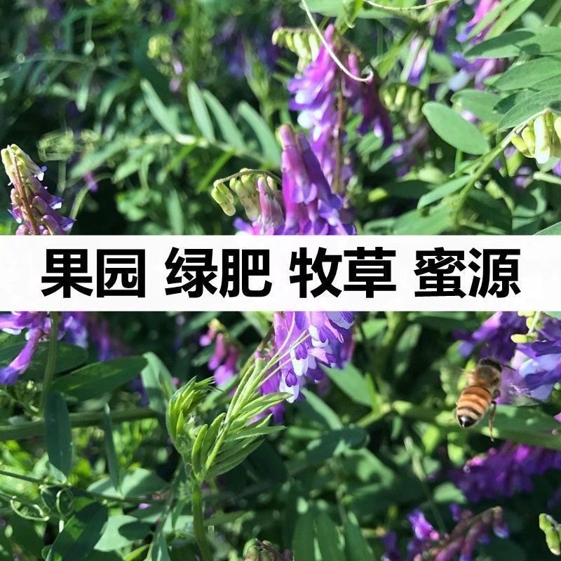 毛苕子种子 光叶紫花苕 小苕子养蜂蜜源植物长柔毛野豌豆绿肥种子