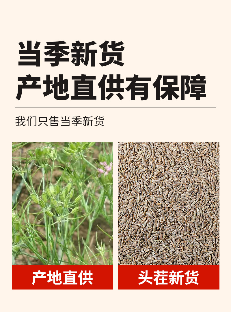Cumin Seeds (Cuminum cyminum) — Dried Whole Spice for BBQ & Culinary Blends quality and texture
