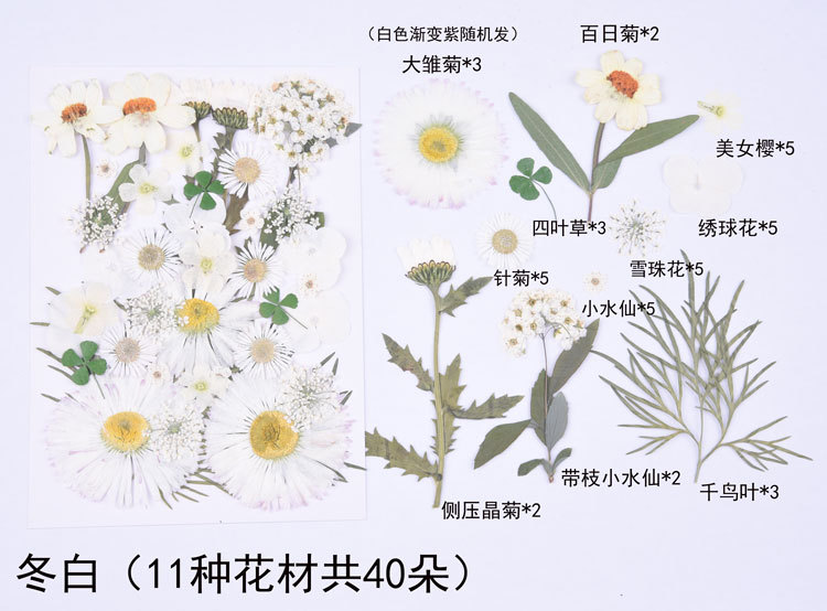 윈터 화이트 (꽃 11 종, 합계 40 종)