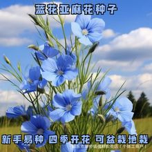 蓝花亚麻种子盆栽花卉种子阳台庭院花种子种子菜四季大全种子批发