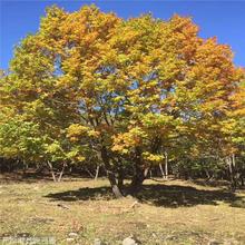 ||С煲||ɹř ɹř ҎɹřɹřС