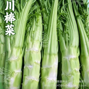 ���˷N�Ӵ���˷N�ӱ�Ƥ��˷N��ԭ�b�ļ��߲˷N�Ӵ�ȫ�˷N�����l