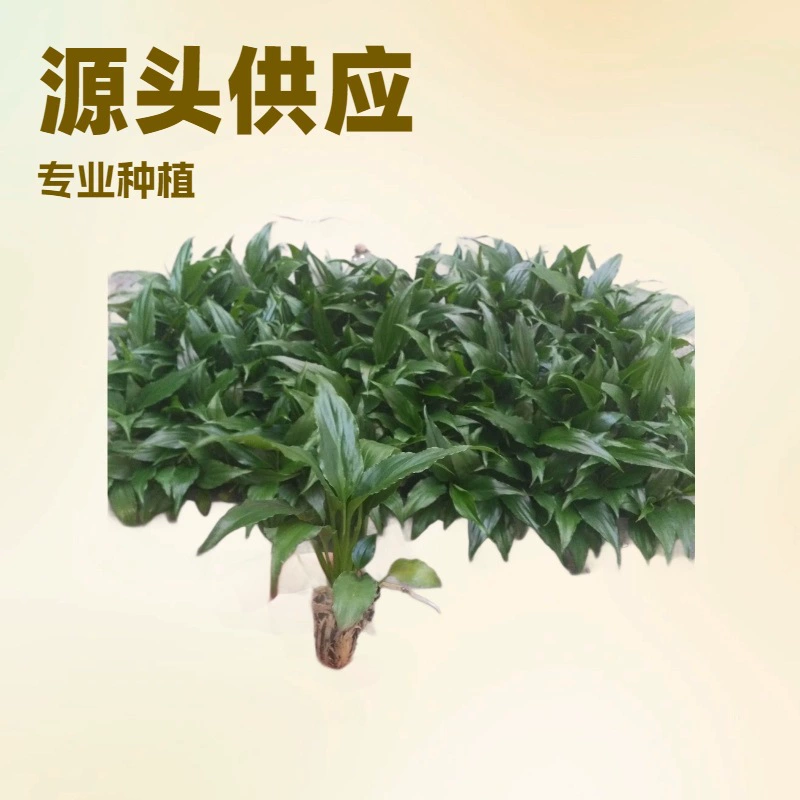 Источник питания фабрики комнатные Лиственные растения сладкий сыр белая Пальма гладкая Парусная Культура ткани рассада Цветочные саженцы оптом