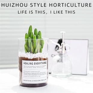 Cactus, Wanzhongshan, Succulent Green Plant, Living Room Desktop, Office Balcony, Drought-Resistant and Easy to Maintain in All Seasons·