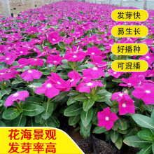 �L�����N���ļ����׷N���҃�ͥԺ�̨���Ի��ܷN�����մ����N��