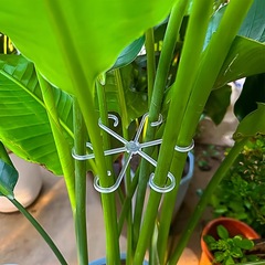 クロスボーダー植物固定クリップ園芸補助枝整理伏倒帯植生装飾植物茎収納棚