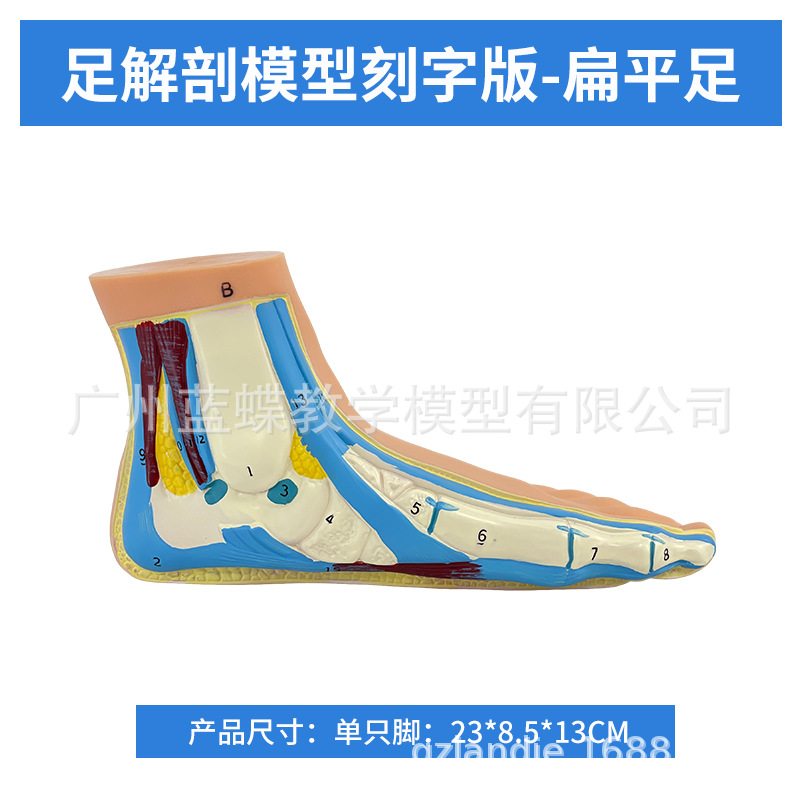 ��ѧ�����������ƽ�㹭����߹��� �㹭�㲿����������ʽ�ģ��