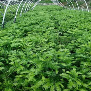 基地批发三尖杉树苗经济造林苗木别墅庭院室内绿植园林绿化风景树