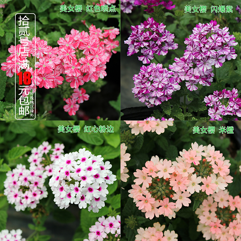 Beauty Cherry Seedlings Potted Perennial Plants Bloom in All Seasons, Cold and Heat Resistant Beauty Cherry Seedlings Beauty Cherry Seedlings Plants