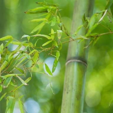 湘伊爆款32支竹棉吸湿排汗高端色纱环保新颖时尚春夏季供现货
