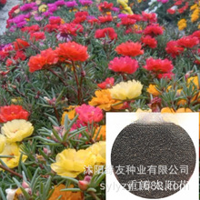 批发多年生多季节开花观赏花种子 重瓣太阳花种子矮生花海草籽