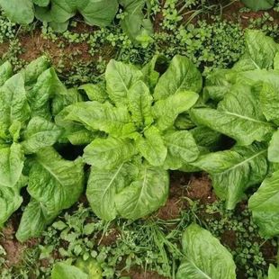 �u�~�n��˷N�ӸC�u�˷N���~���n���n�S�~����˴����߲˷N��