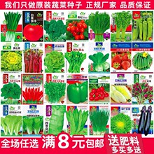 蔬菜种子四季播盆栽阳台庭院香菜青菜萝卜生菜小葱菠菜籽孑大全
