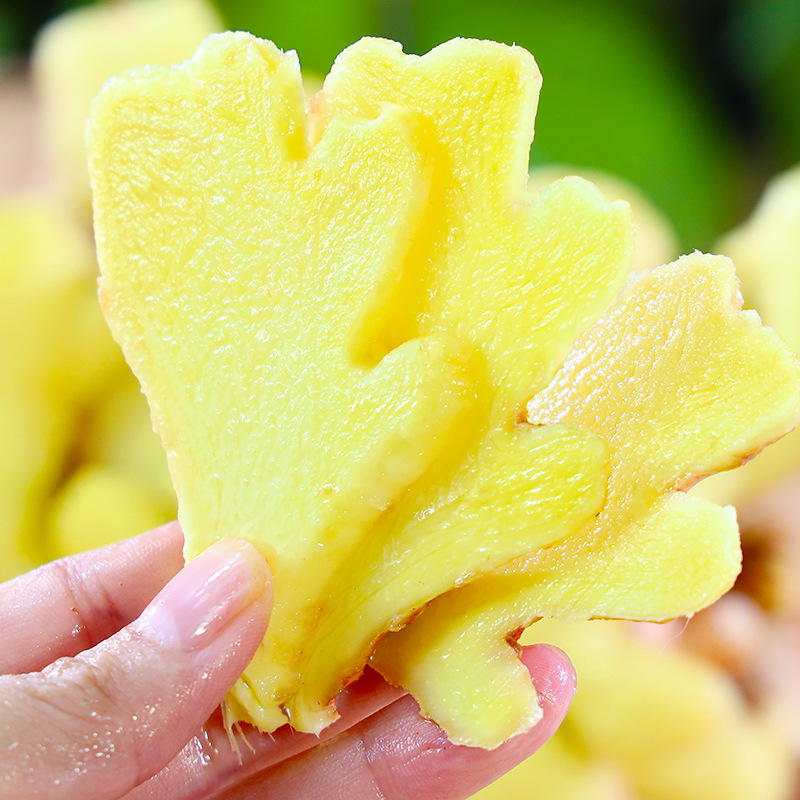 速发正宗云南山地小黄姜老姜新鲜现挖土姜月子姜生姜蔬菜代发包邮