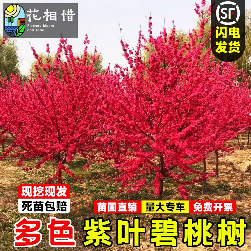 紫叶碧桃树苗庭院彩叶耐寒绿化风景树盆栽植物花卉红花碧桃花树苗