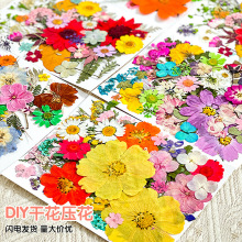开学季干花压花材料包手工diy材料植物标本滴胶写真押花真花书签