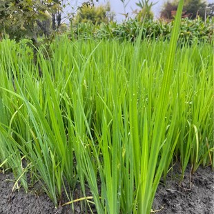 �F���Ĵ��ؑc�S����15�ڷ��S����20�ڷ��S����25�ڷ��S����30�ڷ�