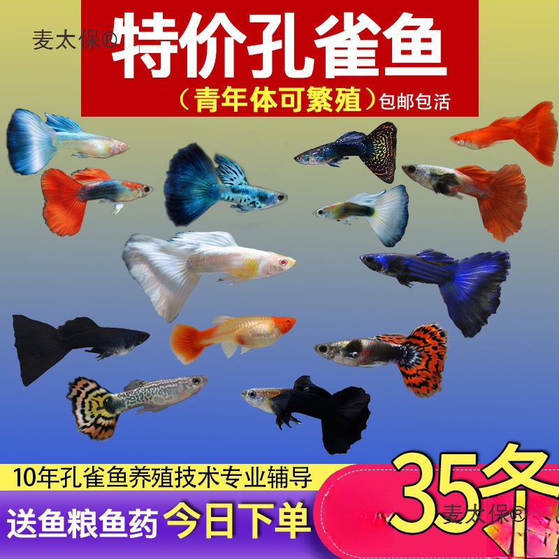 孔雀鱼小鱼热带鱼全种清道夫好养观赏鱼小型淡水斑马鱼苗金麦太保