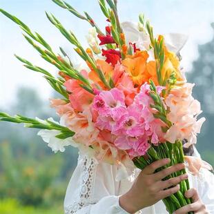 Gladiolus Bulbs Perennial Flower Potted Thirteen Taibao Gladiolus All Year Round Courtyard Outdoor Easy-To-Grow Plant Bulbs