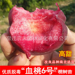 �޽Ӽt�������Ҙ���5����Ѯ������������Ѫ�������箔��Y��