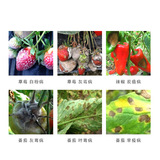 Германия поклонялась Donensen Cucumber Charget Spots of Grape Black Star Spots Болезнь Белый порошок стерилизация пестицидов 10 мл