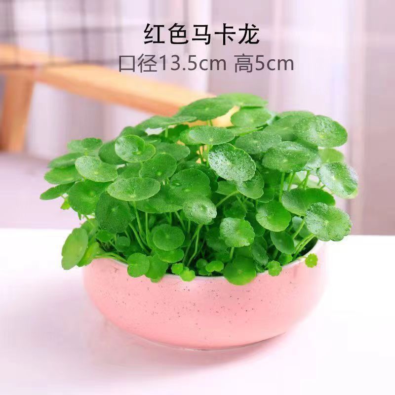 핑크 세라믹 화분 + 잎이 있는 구리 돈 풀 + 과립 비료 세트