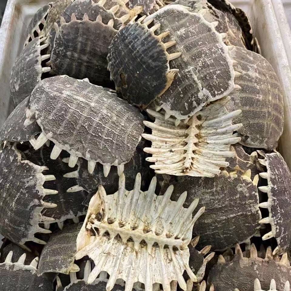 Bie Jia (Trionyx sinensis) Dried Turtle Shell Pieces — Traditional Chinese Herb, 500g key features
