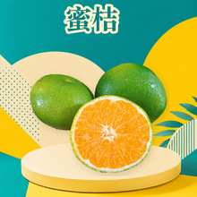 云南玉溪青皮蜜桔 代发3/1/5/8斤早熟蜜橘大果酸甜多汁新鲜水果