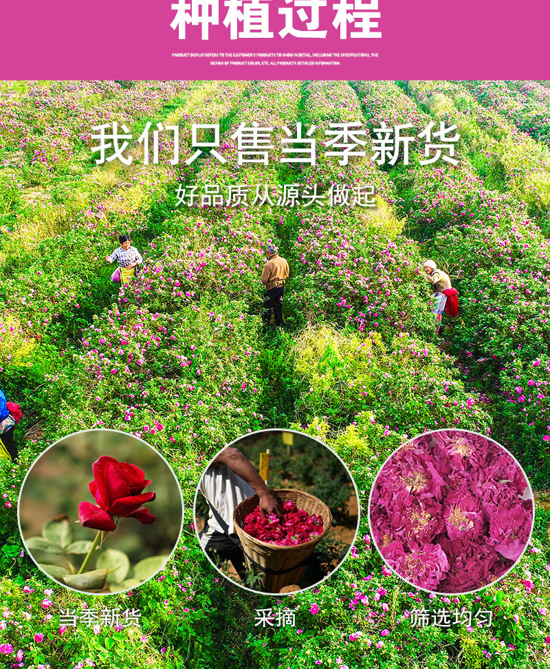 Pingyin Rose Bud Tea (Rosa rugosa) — Dried Double-Petal Rose Crown, Loose Herbal Tea preparation