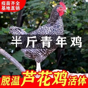 ���N�J���u�������J���u����wÓ�������uС�u�����Ʒĸ�u