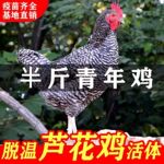 纯种芦花鸡活苗半大芦花鸡苗活体脱温苗土鸡小鸡幼苗成品母鸡