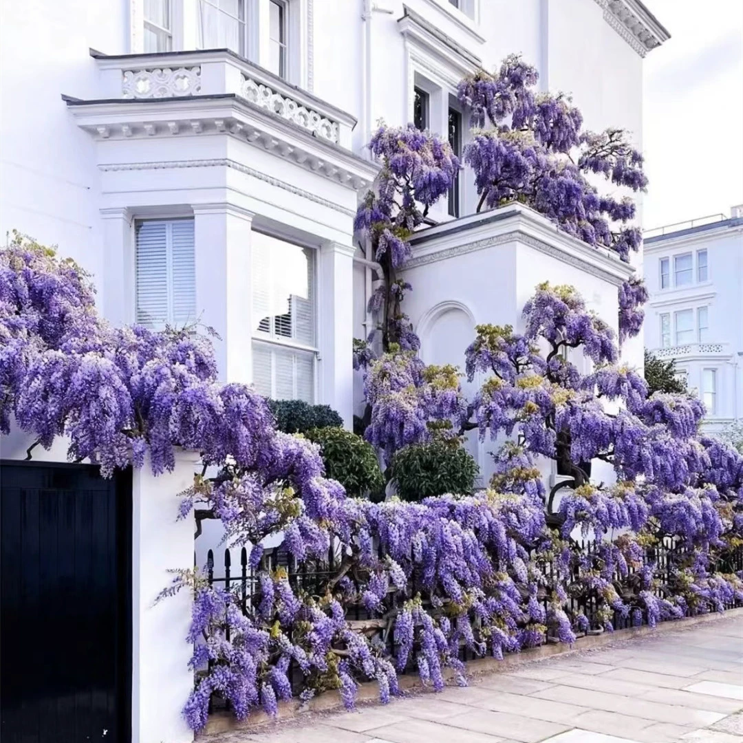 Производители семян цветов глицинии оптом саженцы цветов глицинии вьющиеся растения Дворовые Ландшафтные деревья морозостойкие хорошее размножение Стена