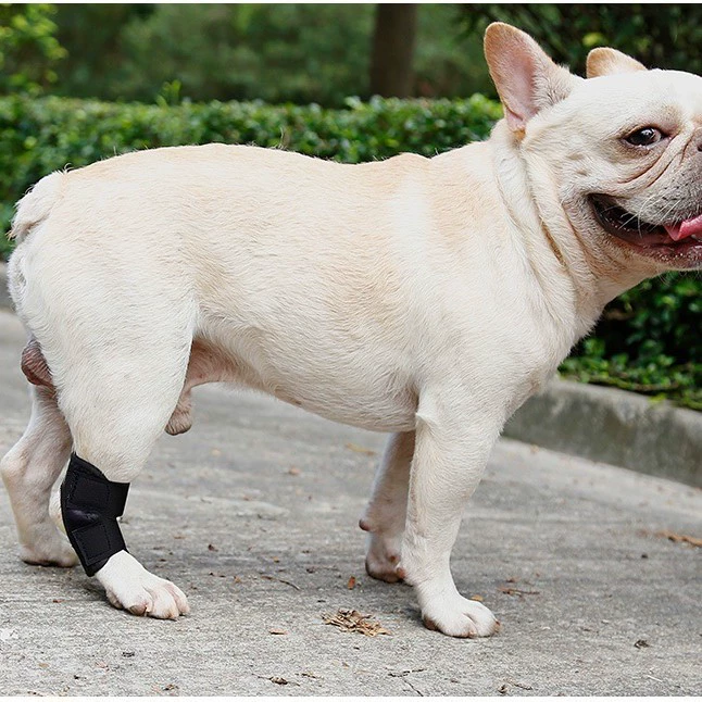 Собака восстанавливает анти-облизывание ног после операции