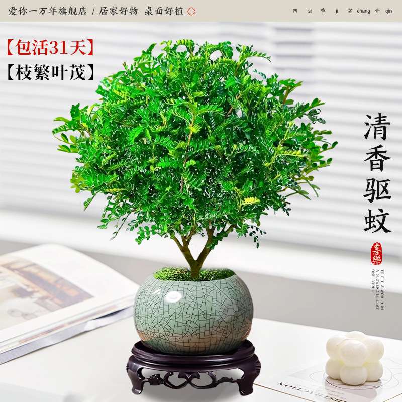 고급 향고추나무 + 게가마 얼음깨진 도자기 대야 + 원형 베이스 (포장석 + 영양성분 포함)