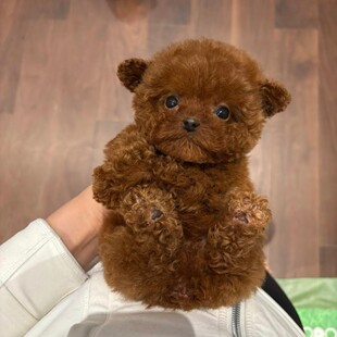 ���N̩��Ȯ��Ȯ��̩���㙉ɫ̩�Ϲ���Ȯ���ﹷ�����wС�����̻���