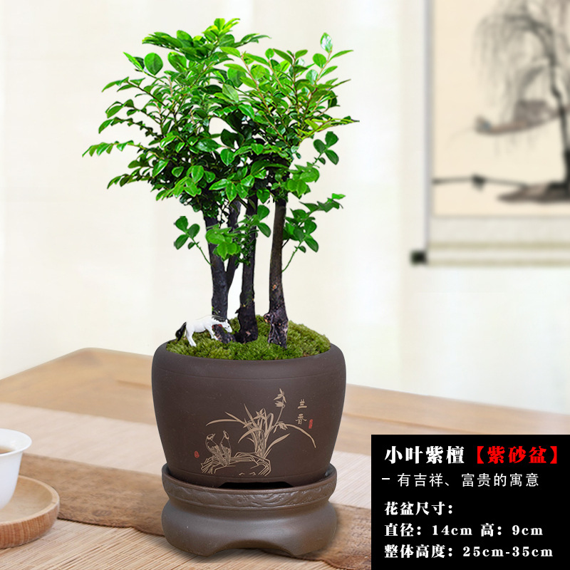 [게으른 사람을 위한 10일 무물주기 메인 사진] 여러 개의 붉은 백단향 + 난초 향이 나는 보라색 점토 냄비 + 보라색 점토 저수기 베이스 / 무료 백마