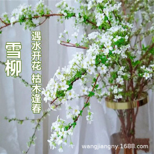 Snow Willow Fresh Branches with Buds, Hydroponic Plants, Dry Branches, Water-Raised Florals, Indoor Flower Arrangements, Dragon Willow Stems, Fresh-Cut Yunnan