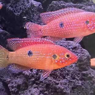 �t��ʯ�~Ѫ��~�Ꭷ�~�������������R�����~�~�^�p�~���]����