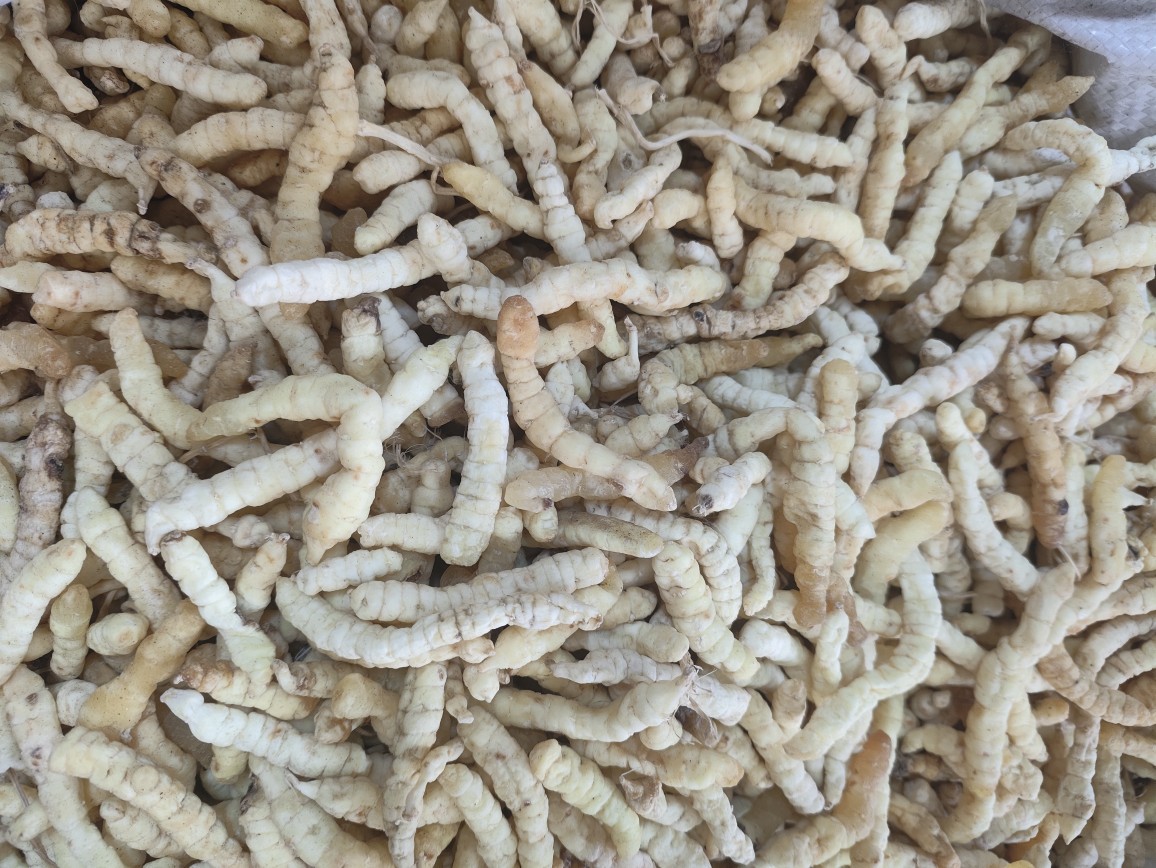 Cao Shi Can (Stachys affinis) — Dried Chinese Artichoke Tubers, Food Herb from Yunnan in use