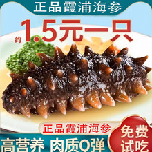正品霞浦海参即食海参5g鲜活辽等参海生刺参个装礼盒速食特批发参