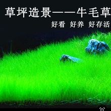 四季速成水草种子生态鱼缸水缸前景草坪草籽造景大小牛毛草籽