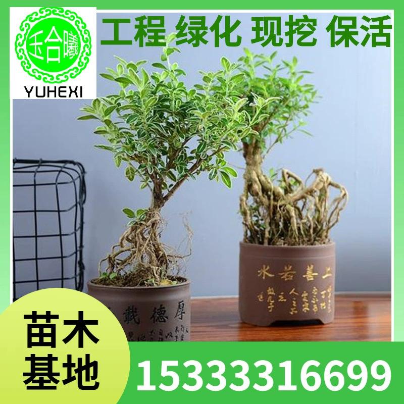 Бонсай в форме июньского снега с золотистыми краями, зеленое растение в горшке, комнатный цветущий белый цветок, морозостойкое растение.